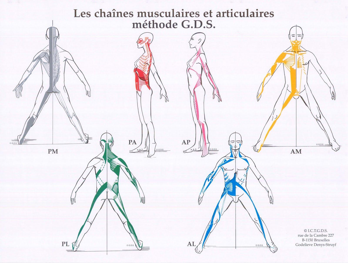 Ilustração sobre as cadeias articulares e musculares, conceito do Método GDS